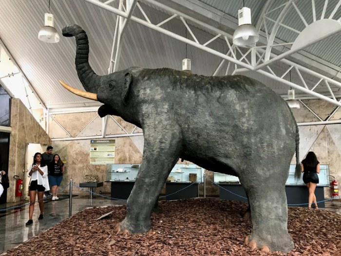 Mamute é um dos exemplares em exposição no Museu Geológico